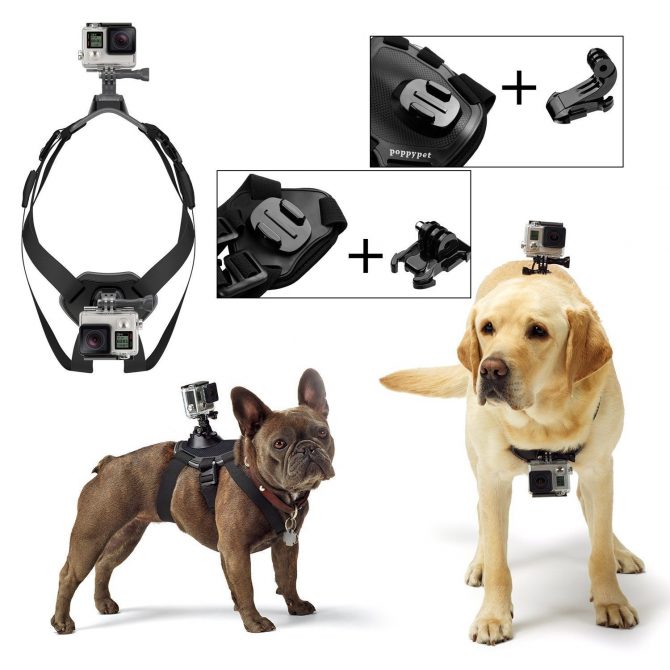actioncam-hundegeschirr