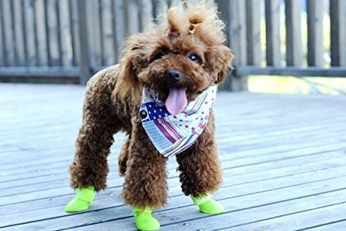 wasserdichte-hundeschuhe-hund-regen2