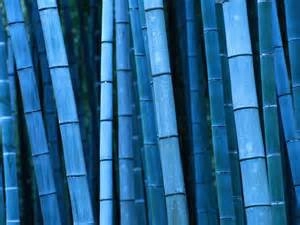 Bambussamen in blau