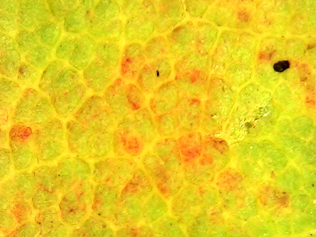 USB Mikroskop Herbstblatt