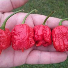 Carolina Reaper Chilis