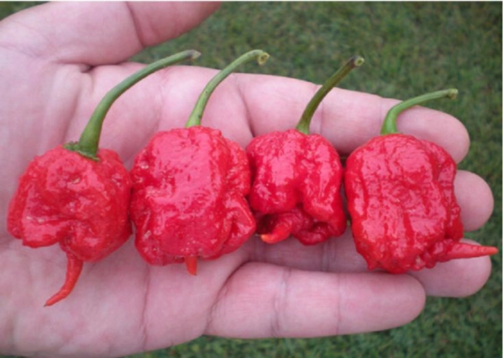 Carolina Reaper Chilis