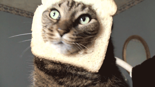 Katze Toast Kissen GIF