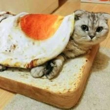 Toast Katze Spiegelei