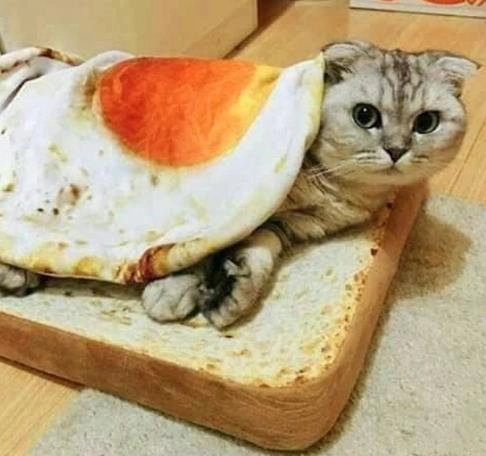 Toast Katze Spiegelei