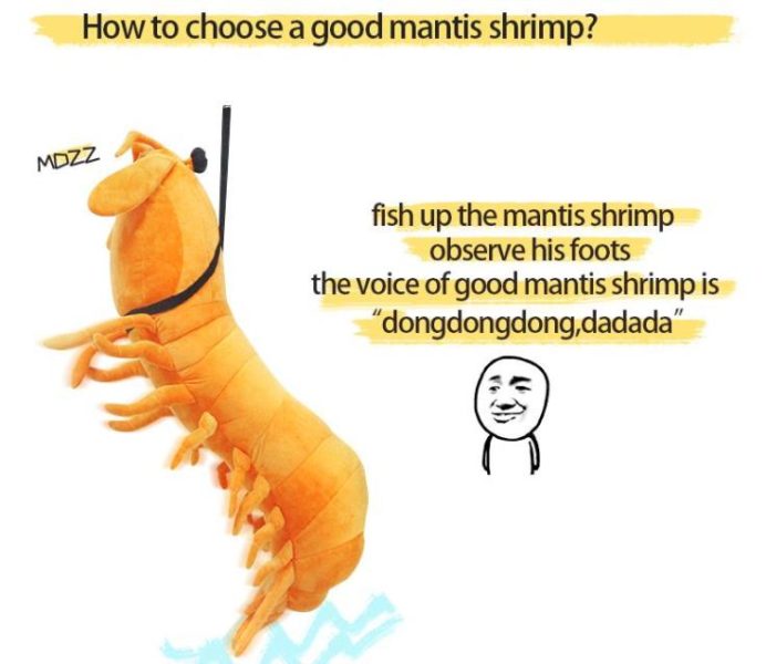 Mächtiger Shrimp Auswahl