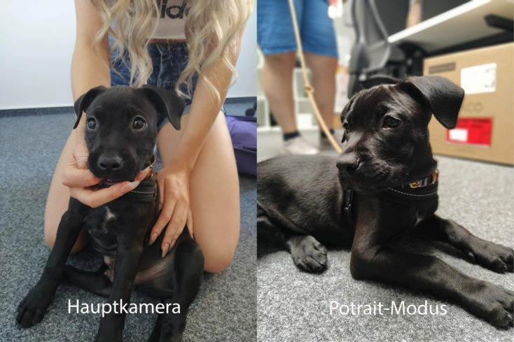 Xiaomi Mi A3 Hauptkamera Testfoto Hund Portraitvergleich