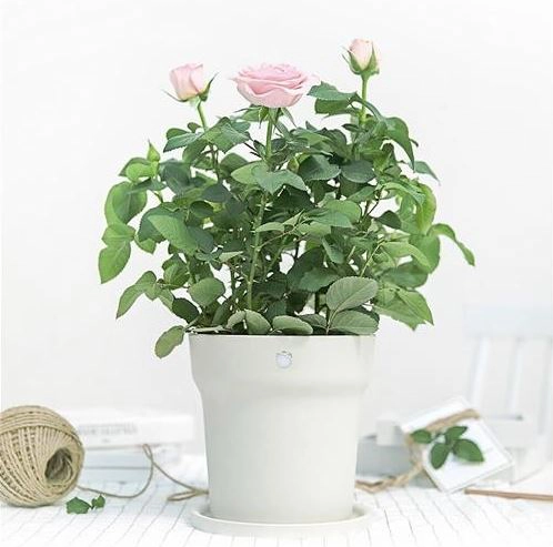 Xiaomi Ropot Blumentopf - Smartes Bewässern für 36€