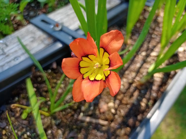 Realme 6i Portrait Blume