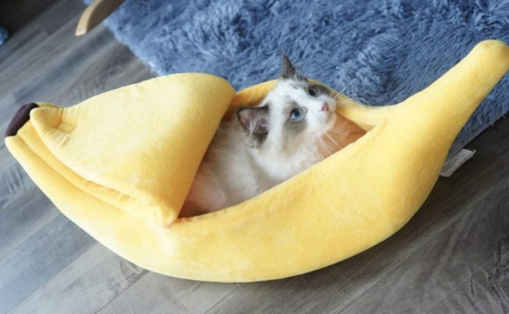 Banane Katze