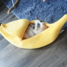 Banane Katze Titelbild