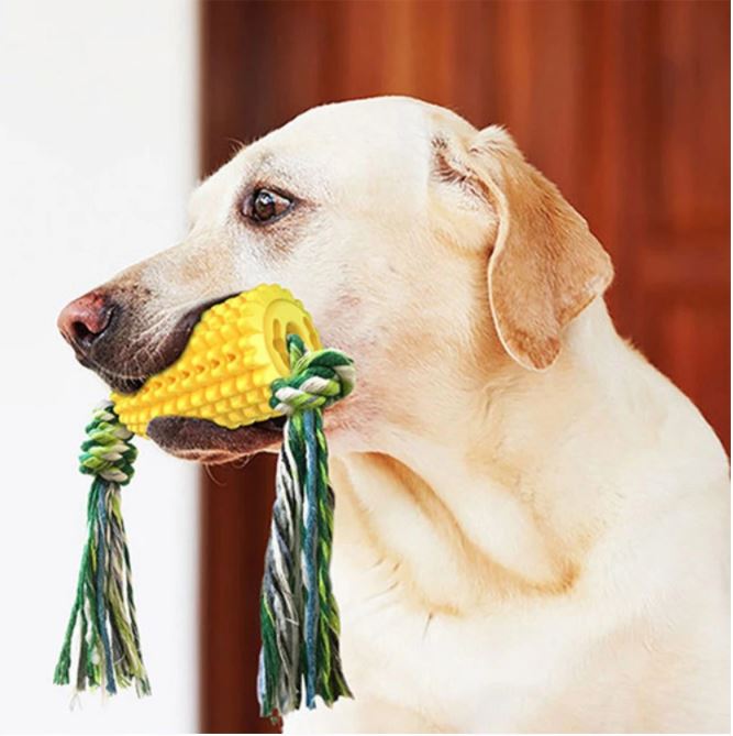 Labrador mit Hundespielzeug Mais