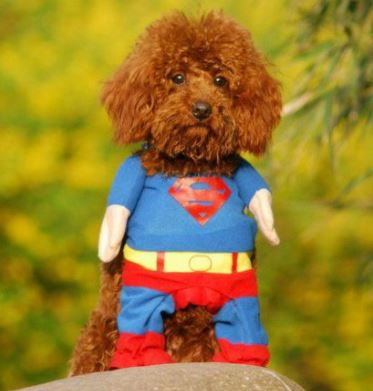 Superman Hunde Kostuem 2