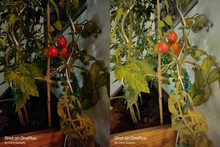 OnePlus Nord 2 5G Nachtmodus Hauptkamera tomaten