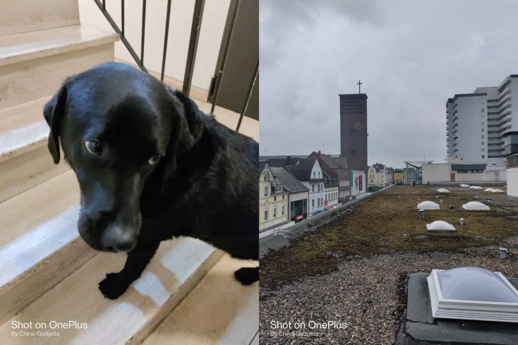 OnePlus Nord CE 5G Dach Hund Hauptkamera