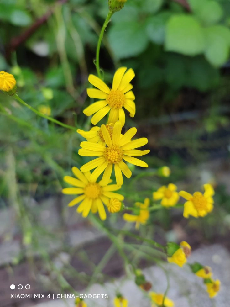 Xiaomi Mix 4 Hauptkamera Testfoto Pflanze Bokeh