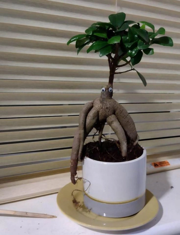 Googly Eyes Bonsai