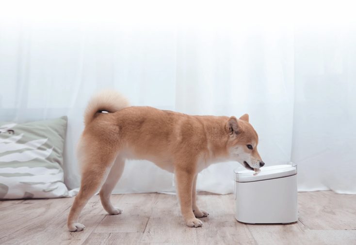 Xiaomi Smart Pet Fountain Hund