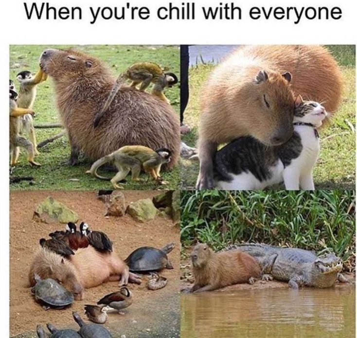 capybara meme
