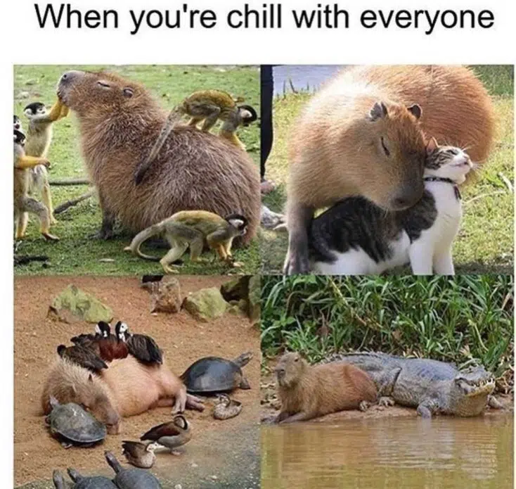 capybara meme