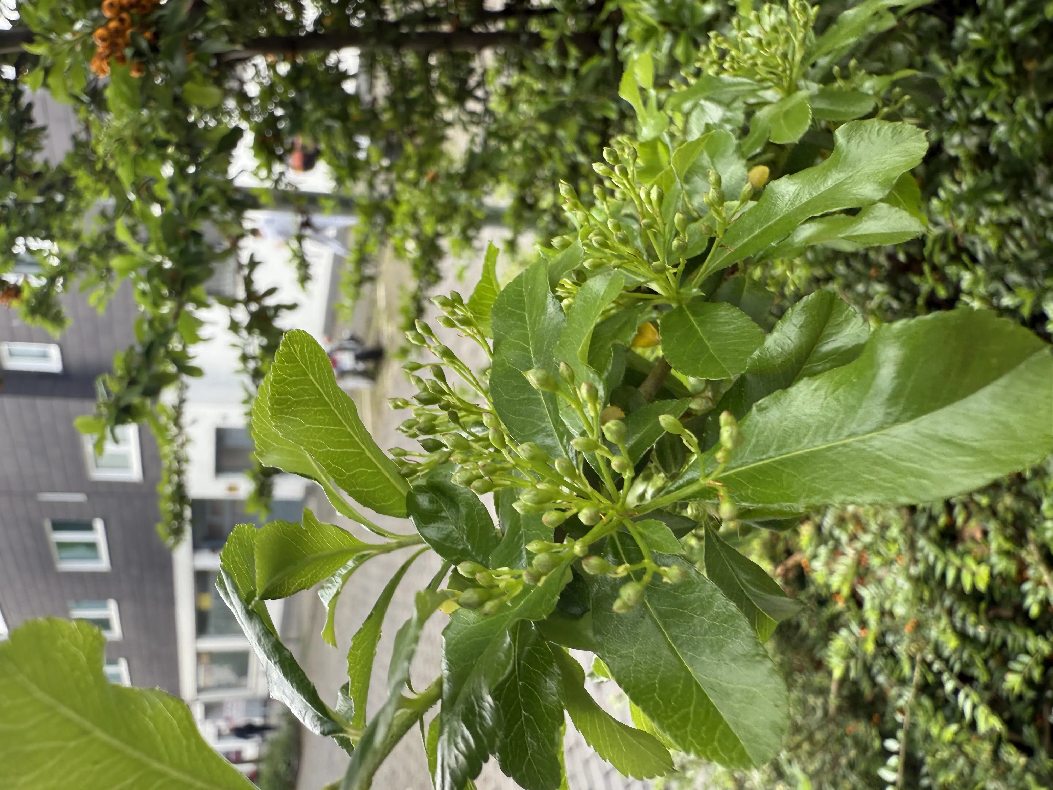 iphone16pro makrokamera rotated