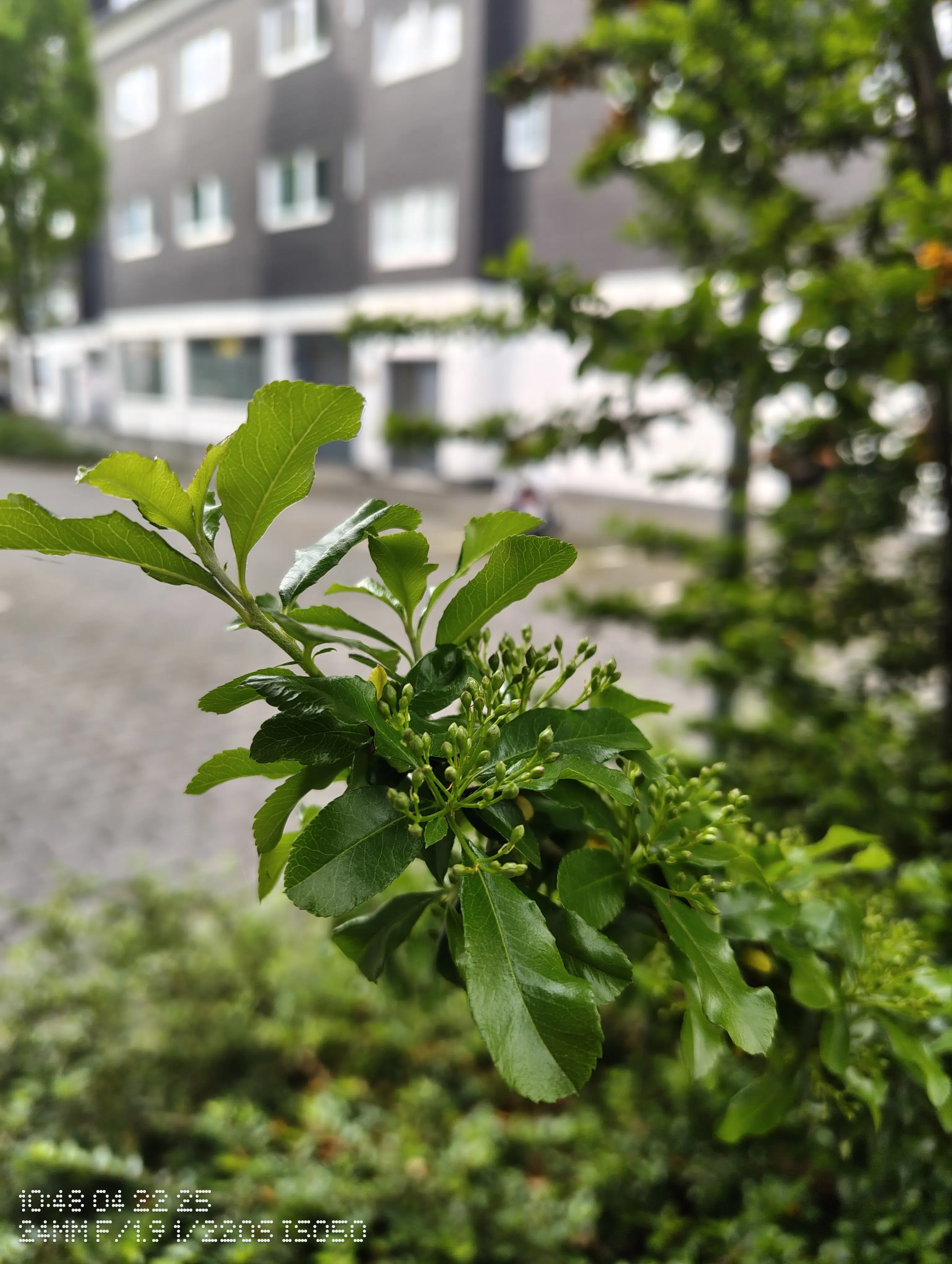 nothing phone 3a makrokamera 1