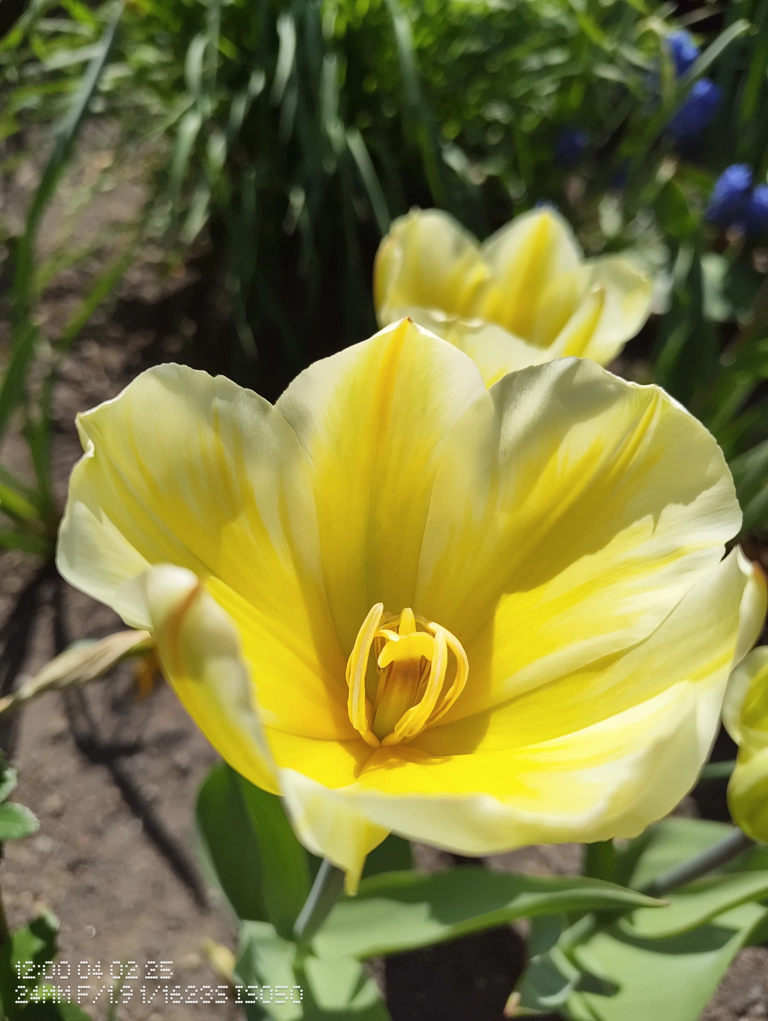 nothing phone 3a makrokamera