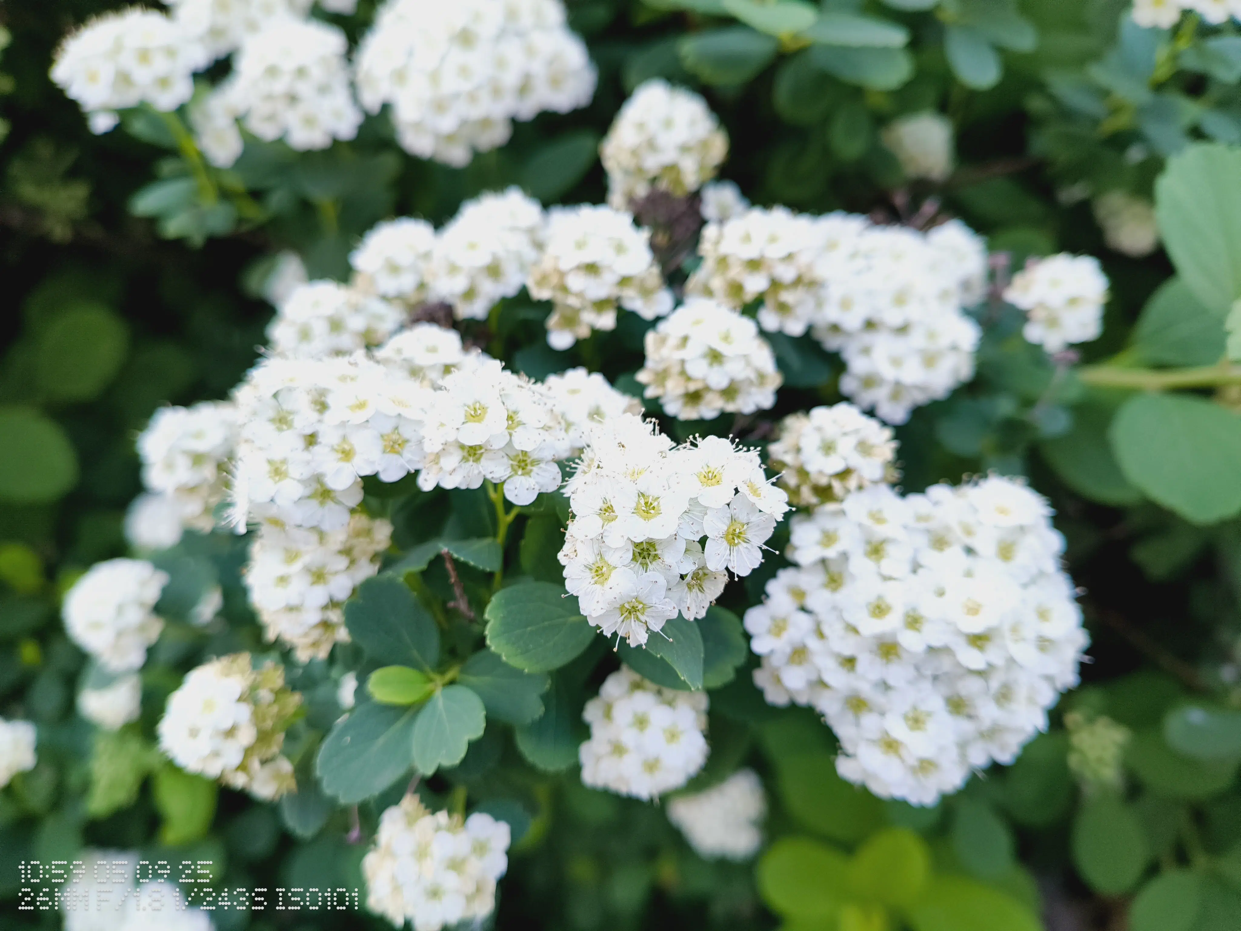 cmf phone 1 nahaufnahme cmf phone 1 nahaufnahme