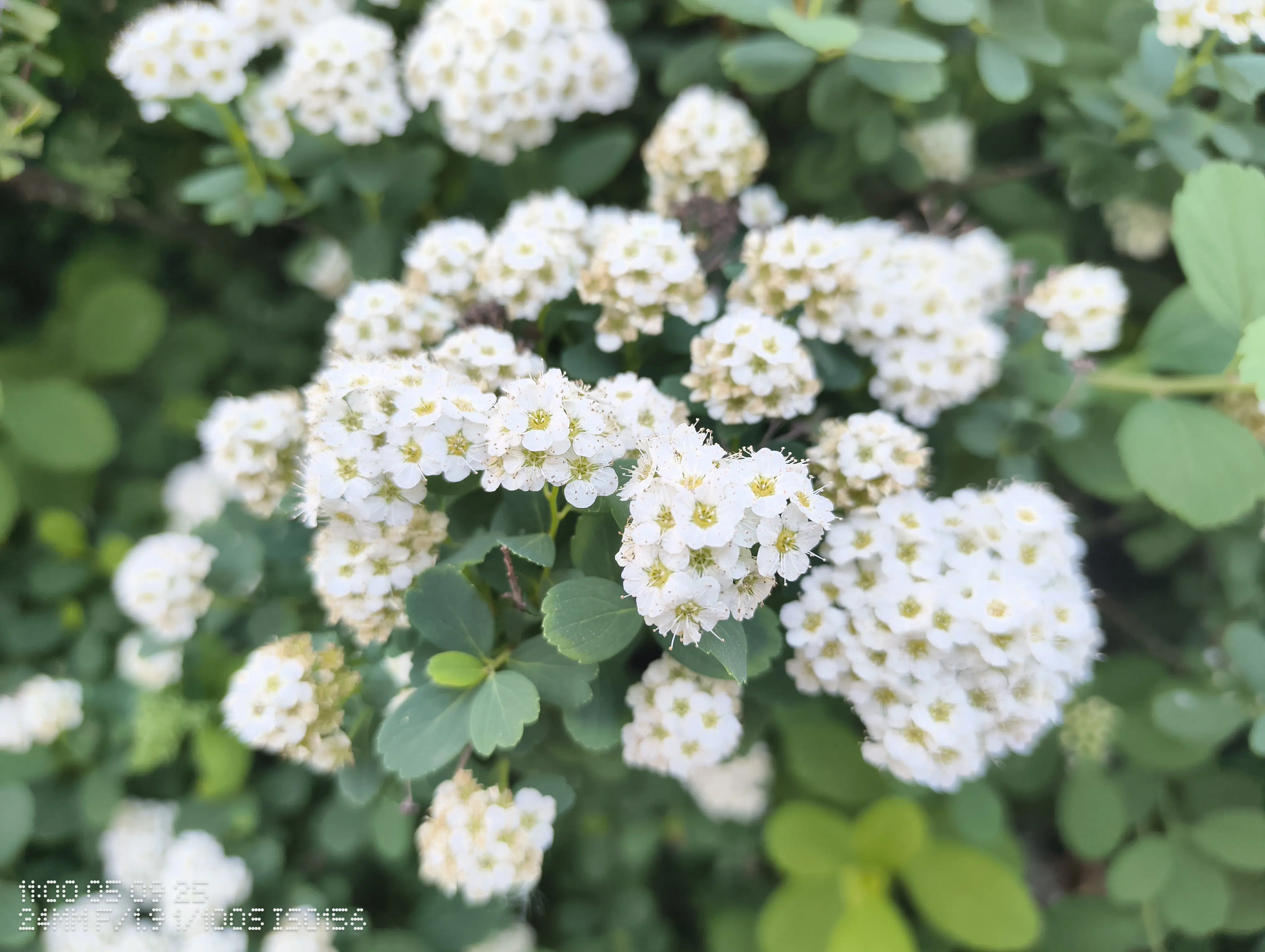 cmf phone 2 pro nahaufnahme cmf phone 2 pro nahaufnahme