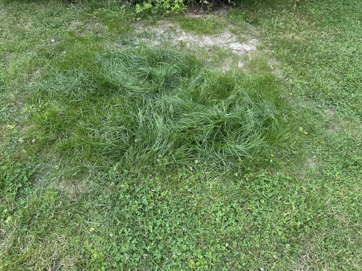 Ecovacs GOAT A1600 RTK hohes Gras nicht gemaeht Ecovacs GOAT A1600 RTK hohes Gras nicht gemaeht