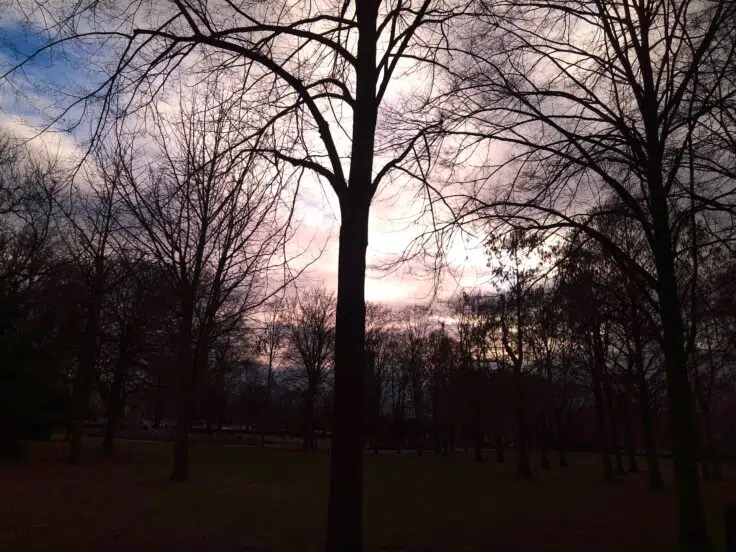 vintage 1 baum himmel