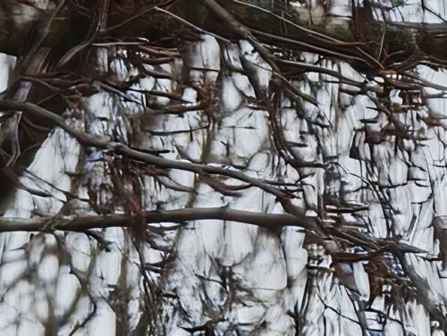 xiaomi 17 ultra kamera 120x