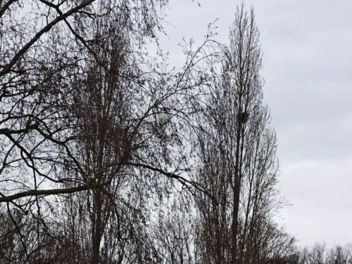 xiaomi 17 ultra kamera 8x