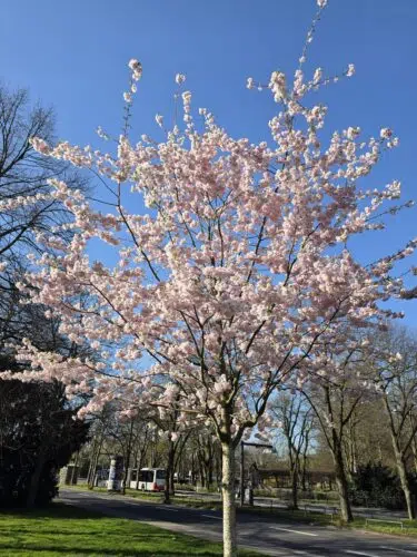 samsung galaxy s26 ultra kirschblueten samsung galaxy s26 ultra kirschblueten