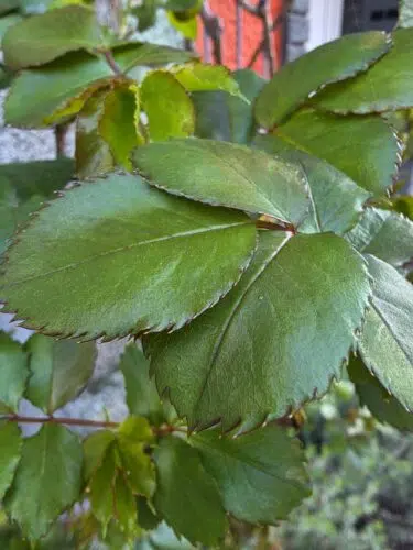 samsung galaxy s26 ultra makro samsung galaxy s26 ultra makro