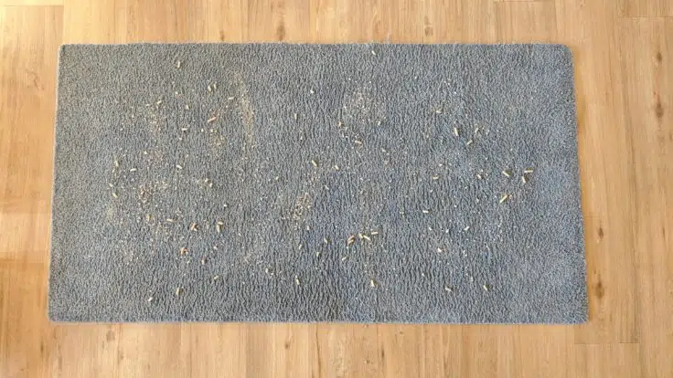 Eufy C28 Teppich vorher