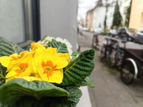 Honor 600 Lite blume