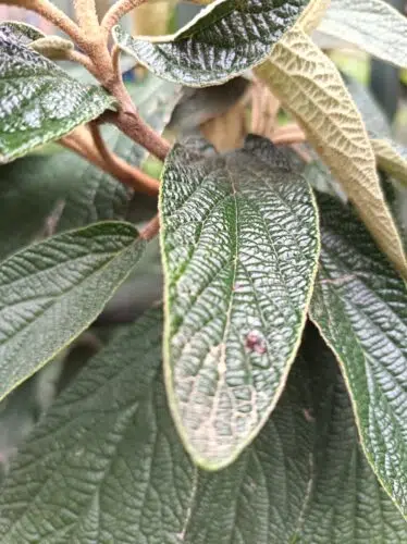 Honor 600 Lite makro