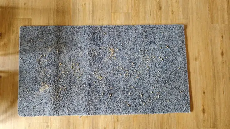 Mova S70 Roller Produktbild Saugen vorher