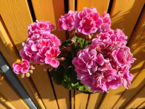 xiaomi 17t blumen
