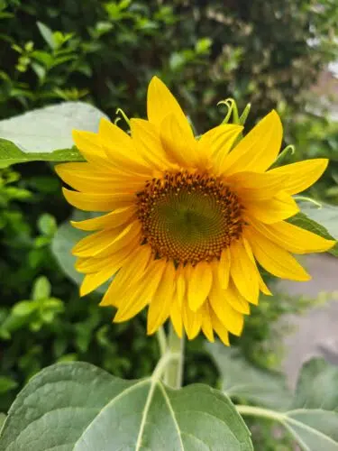 motorola signature kamera sonnenblume