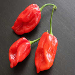 Profilbild von habanero